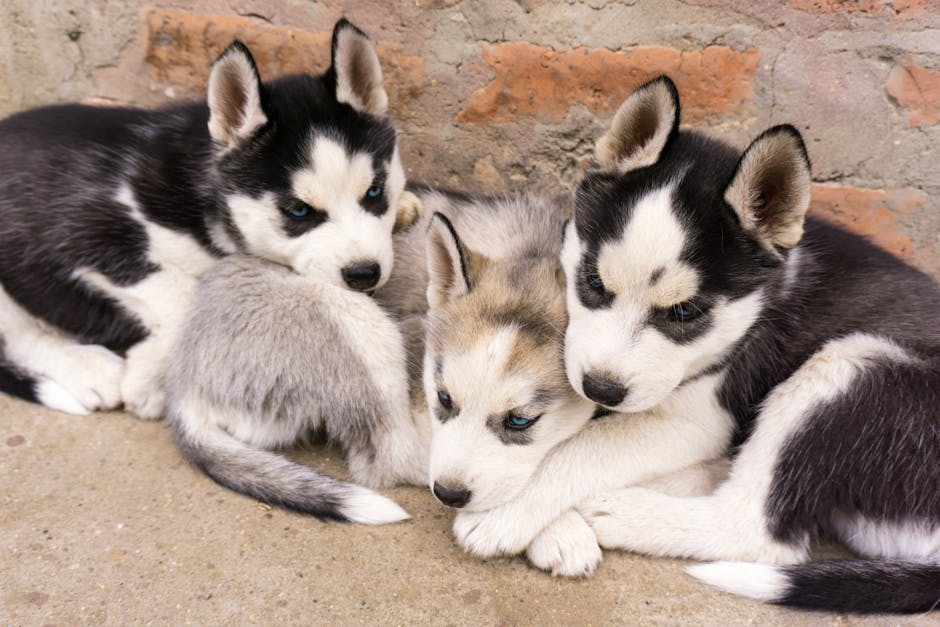 Common Causes of Itchy Skin in Husky Puppies