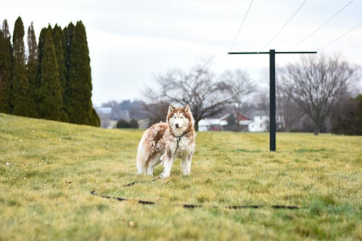 E-Collar Training for Huskies: Pros and Cons