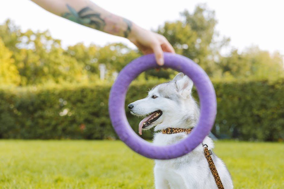What Is an E-Collar?