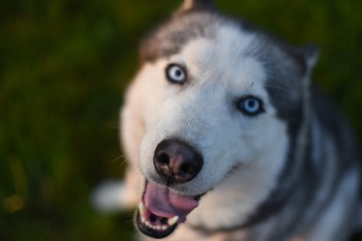 10 Funny Husky Tricks That Will Make Everyone Laugh
