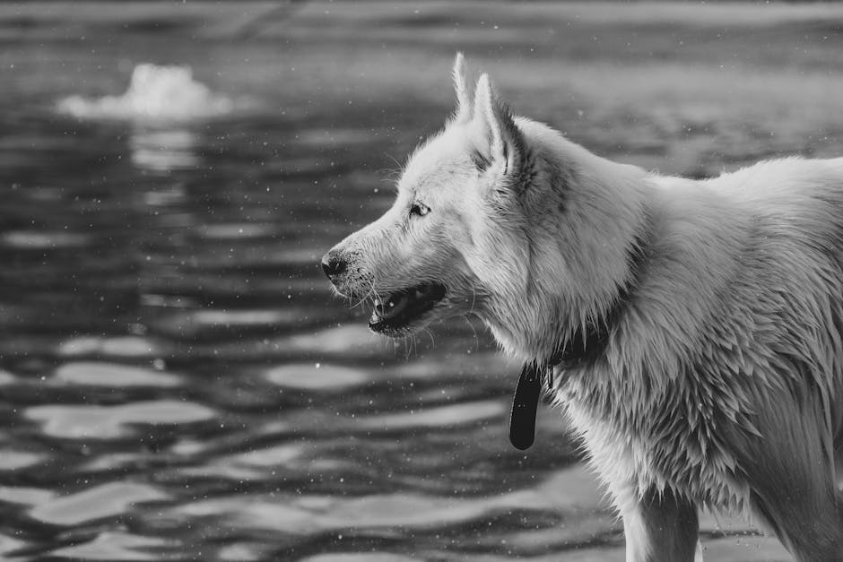 Temperament and Personality