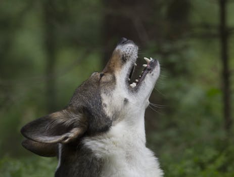 Why Huskies Howl at Sirens: Funny Reactions Explained