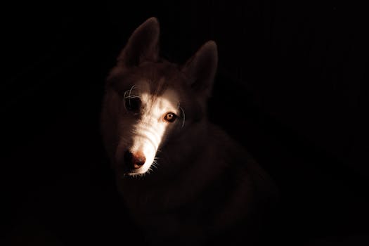 Muzzle Training Your Husky: Why and How