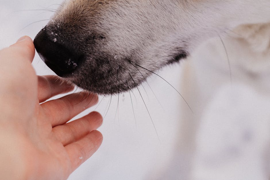 Why Muzzle Train Your Husky?