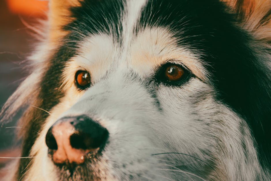 Choosing the Right Muzzle for Your Husky