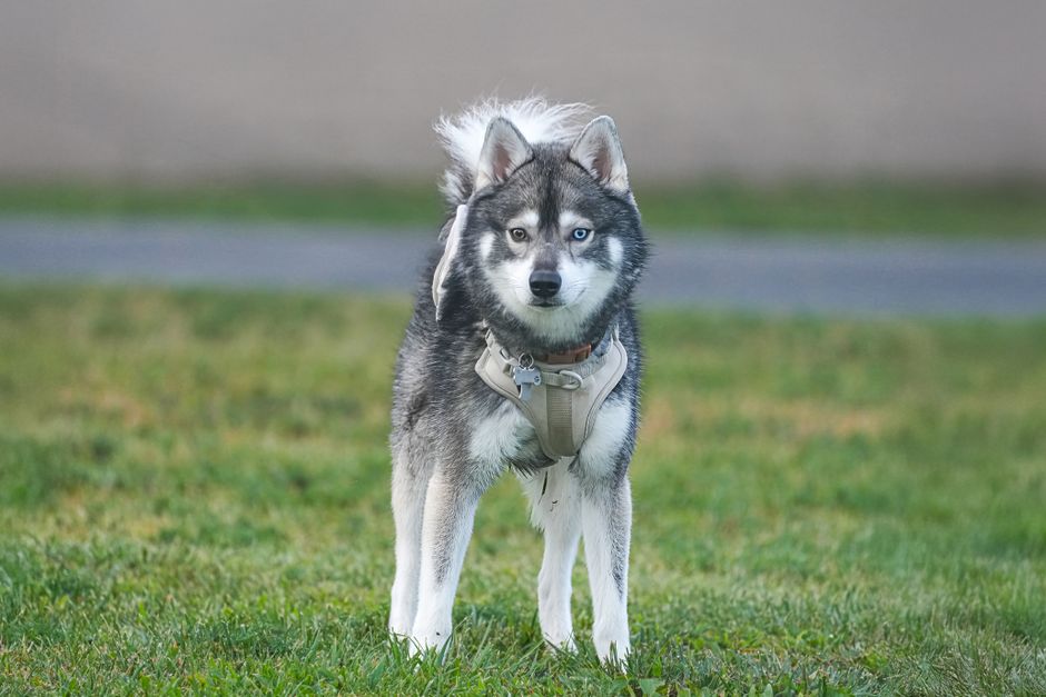Mini Husky vs. Alaskan Klee Kai vs. Siberian Husky: A Comparison
