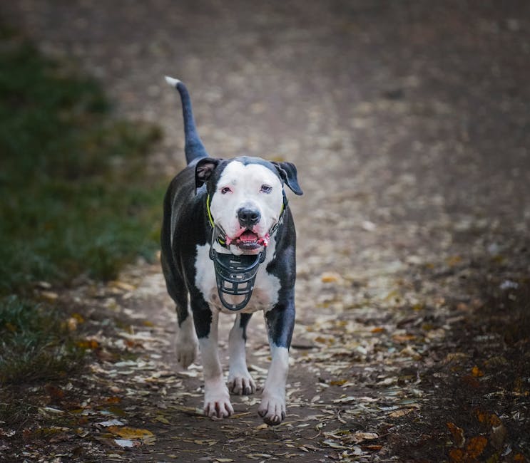 Why Muzzle Training Is Crucial for Your Husky
