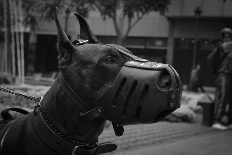 Step-by-Step Muzzle Training: Positive Reinforcement