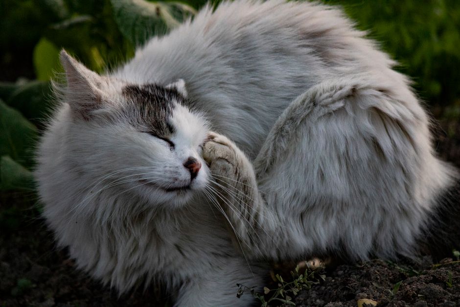 Common Causes of Itchy Skin in Huskies