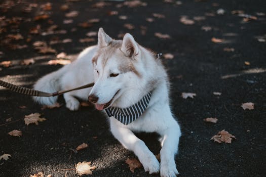 Stop Your Husky from Door Dashing: Training Tips