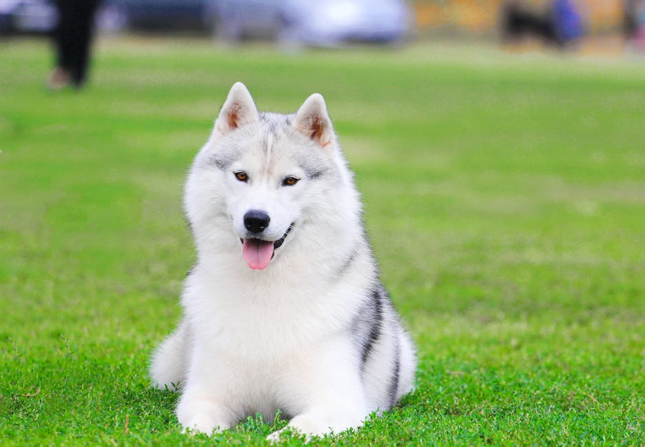 Basic Obedience Training Foundation