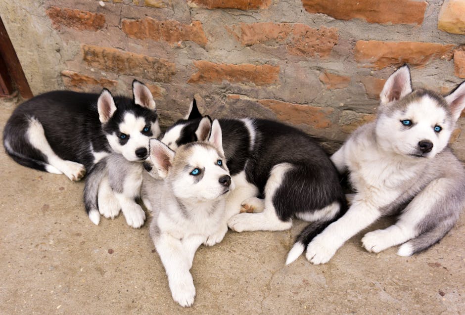 History and Origin of the Agouti Huskies