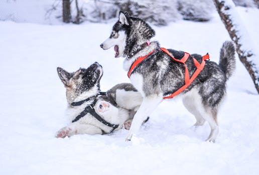 agouti husky