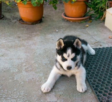 husky ear infection