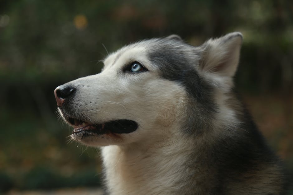 Understanding Your Husky's Ear Anatomy