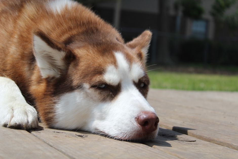 Common Causes of Ear Infections in Huskies