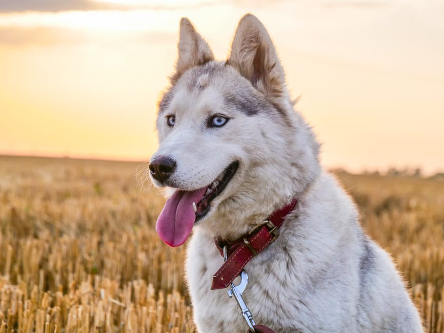 Understanding Reactivity in Siberian Huskies