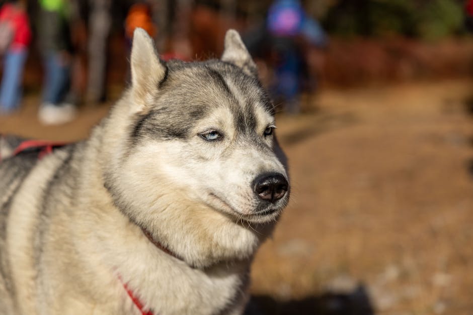 What is Reactivity in Huskies?