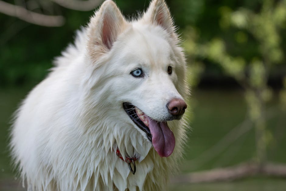 White Husky Care and Maintenance