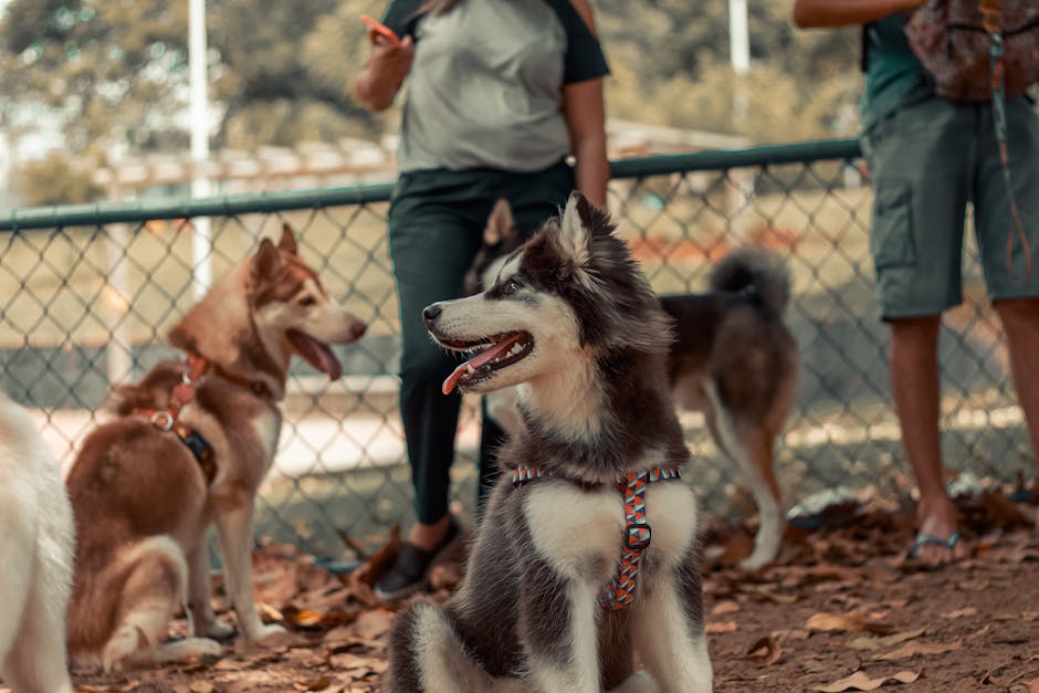 Why Are Huskies Often Reactive?