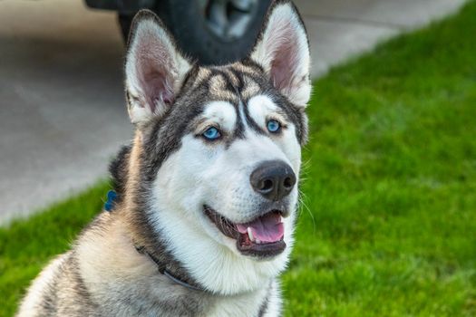 Husky Zoomies After Bath: Funniest Post-Bath Chaos