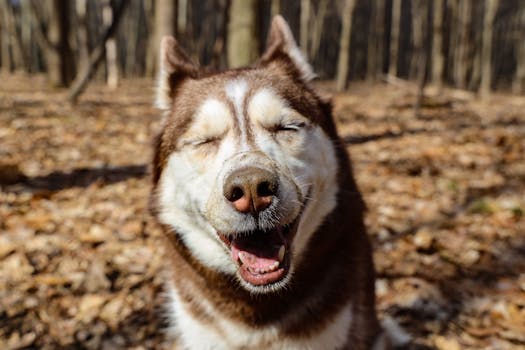 10 Best Funny Gifts for Husky Owners That They'll Love