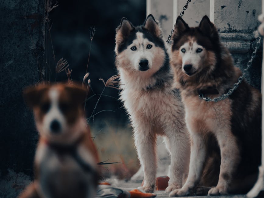 Understanding Resource Guarding in Siberian Huskies