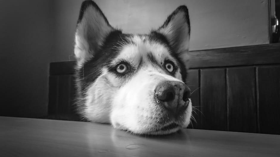 Distinctive Appearance of the Black Husky