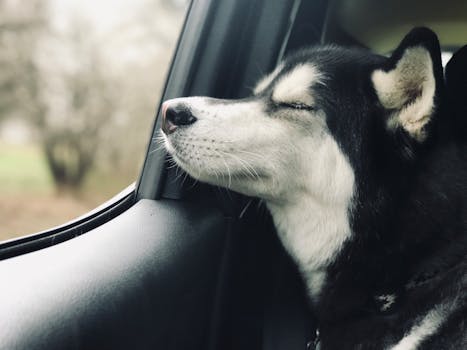 Husky Funny Sleeping Positions: What They Mean