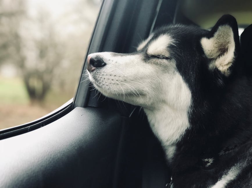 Why Do Huskies Sleep in Such Funny Positions?