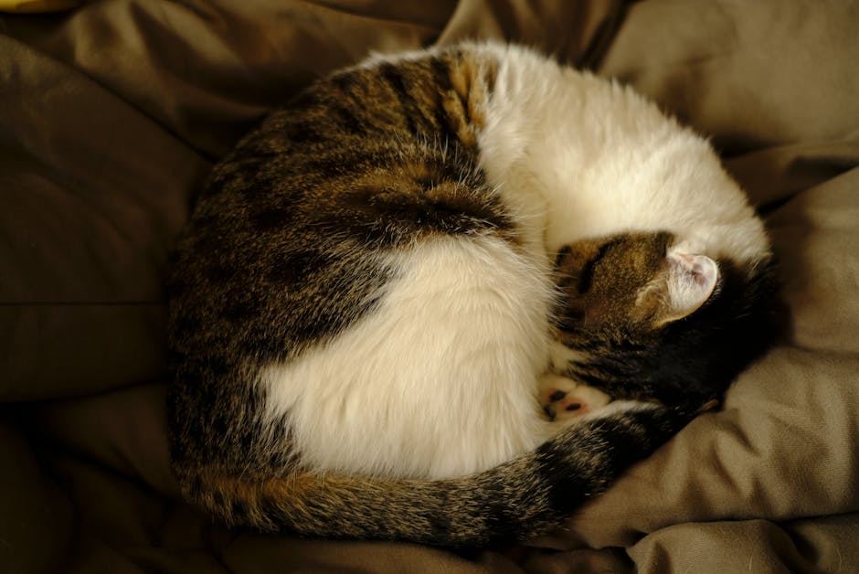 The Donut (Curled Up Tight)