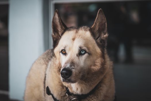 husky eye problems