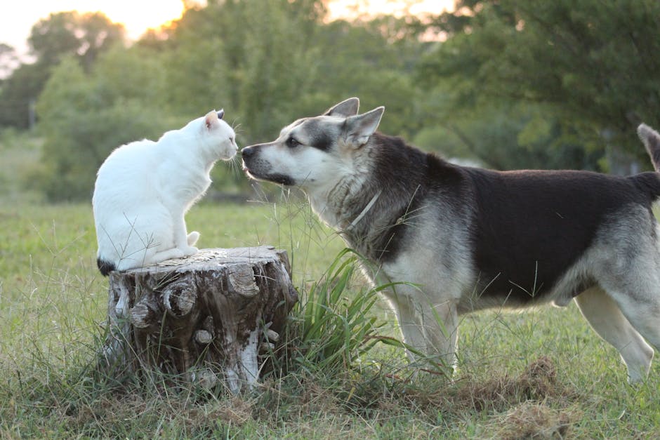 Understanding the Husky Prey Drive vs. Cat Instincts