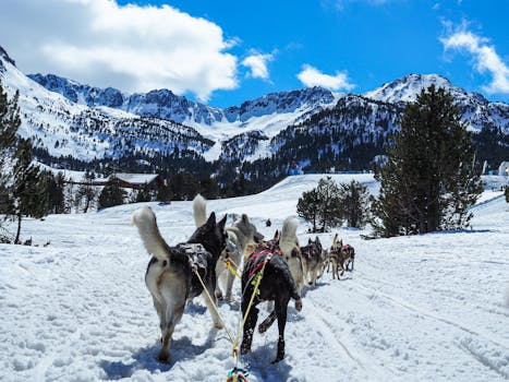 How to Train Your Husky for Sledding