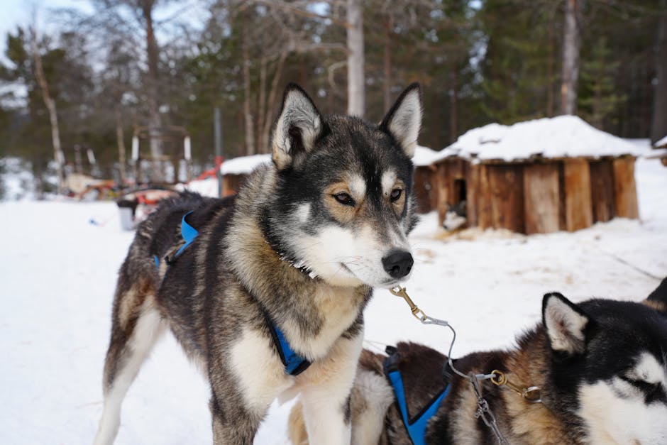 Understanding the Husky's Instincts