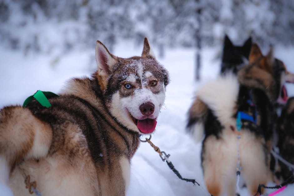 Basic Obedience Foundation