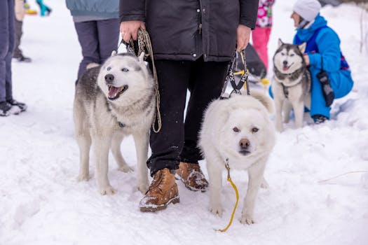 How to Train Your Husky for Sledding