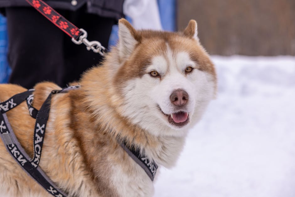 Why Sledding Training is a Natural Fit for Siberian Huskies