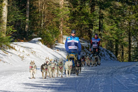 How to Train Your Husky for Sledding