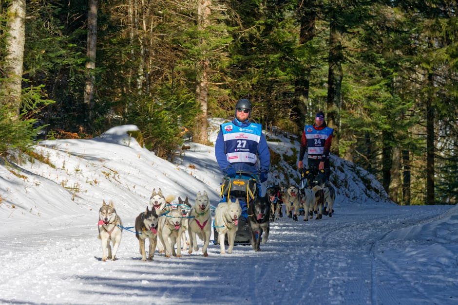 Understanding Your Husky’s Sledding Instincts