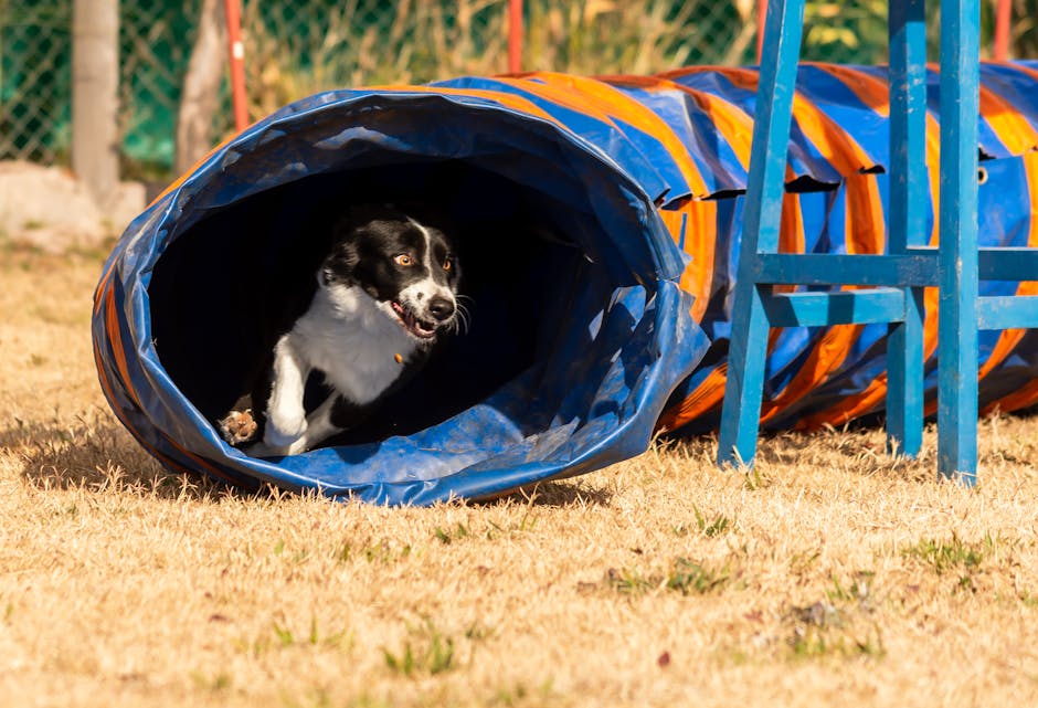 Why Agility Training Works for Huskies