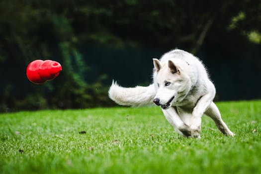 Agility Training for Huskies: Getting Started