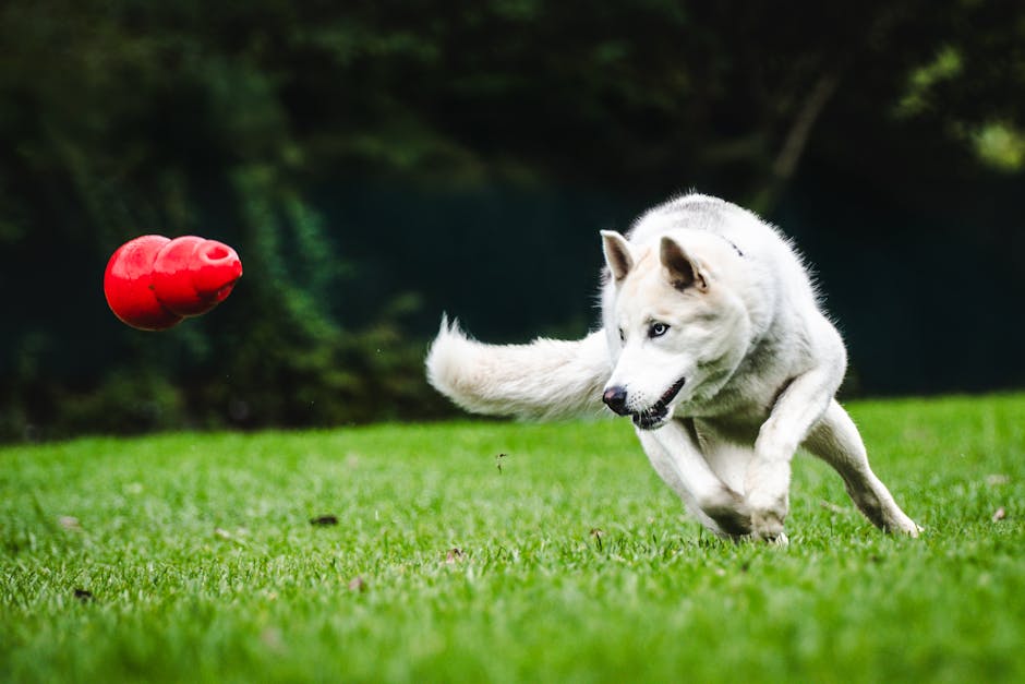 Benefits of Agility for Huskies