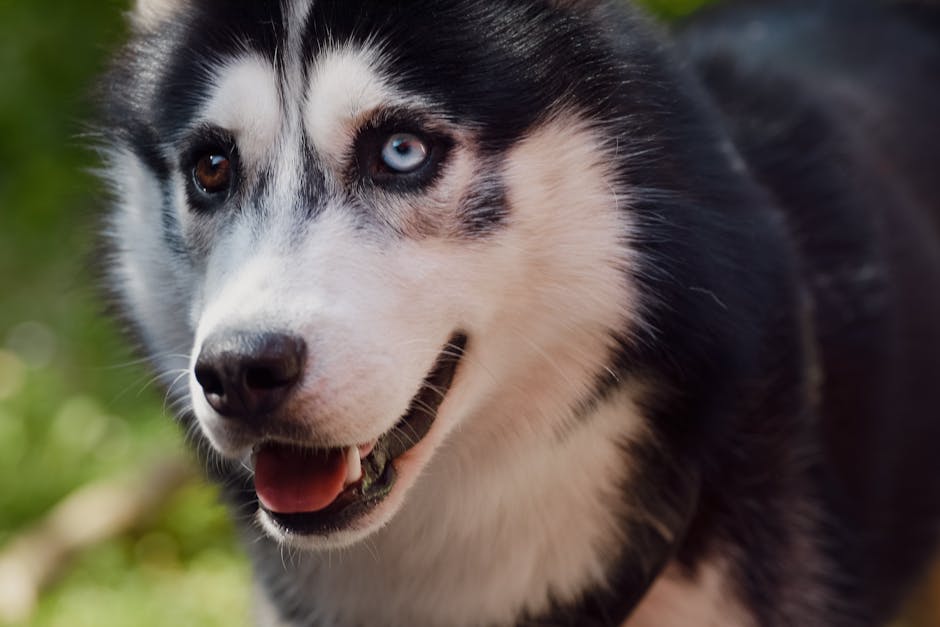 Popular Husky Mix Breeds