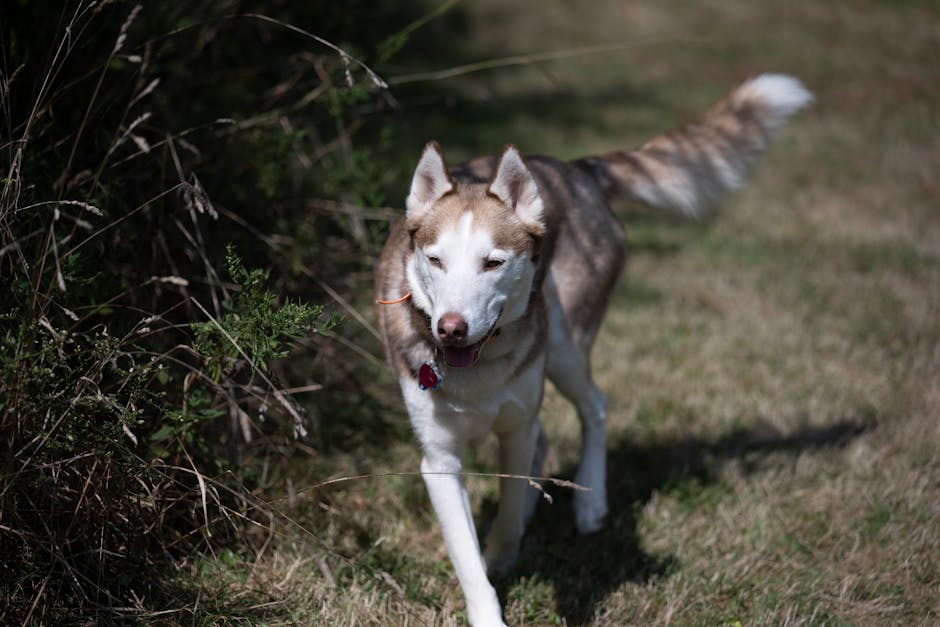How to Identify the Severity of Your Husky's Limp