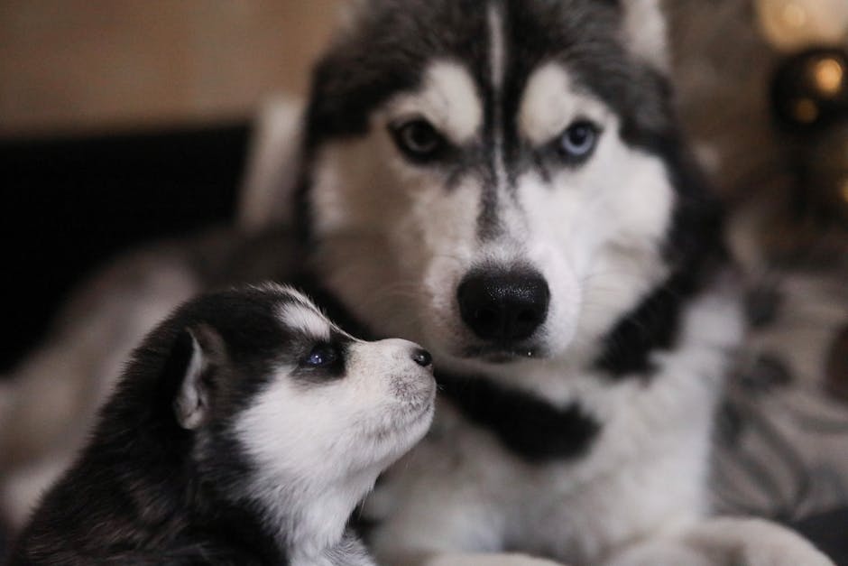 The Hilarious Side: Famous Talking Husky Videos