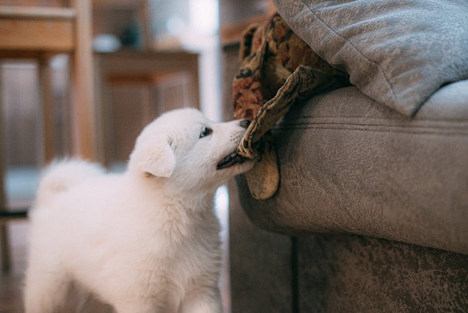 Understanding Bite Inhibition in Puppies