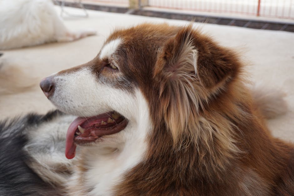 How to Check Your Husky’s Mouth