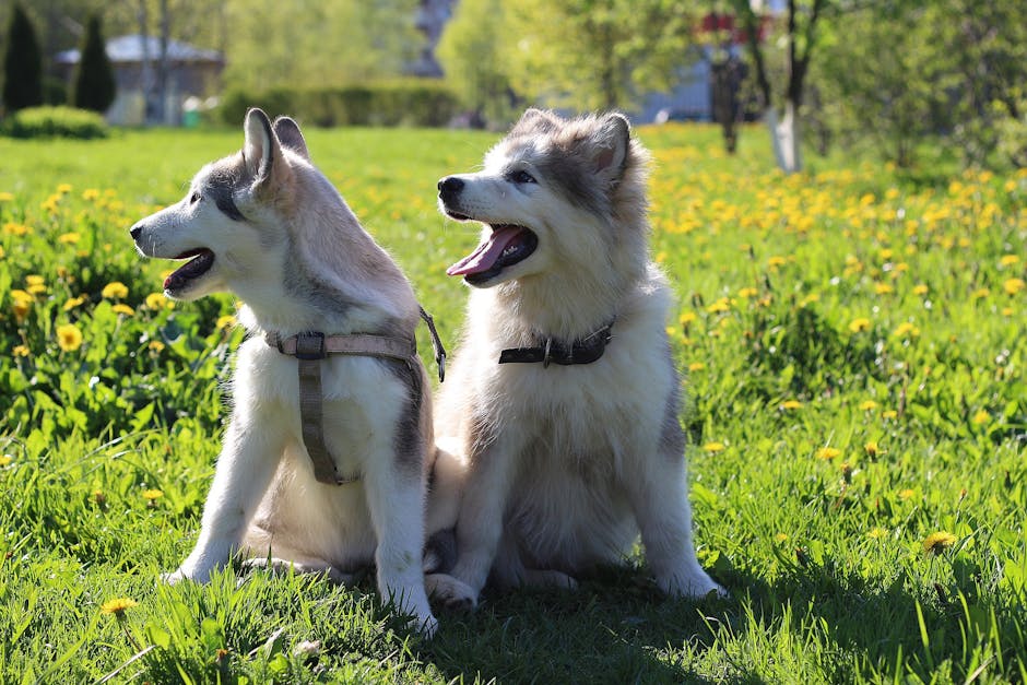 Comparing Husky Laughter to Other Vocalizations