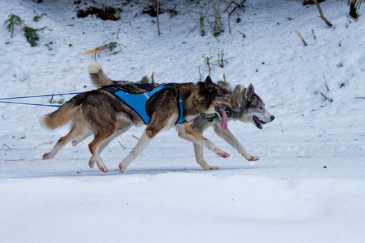 Best Harness for Huskies: Top Picks & Buying Guide